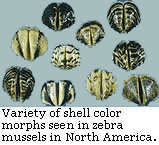 variety of shell color morphs seen in zebra mussels in North America
