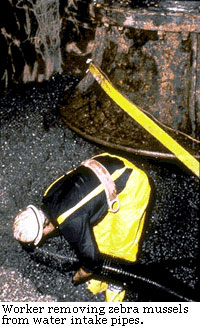 worker removing zebra mussels from water intake pipes
