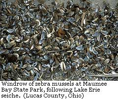 windrow of zebra mussels following Lake Erie seiche, Ohio